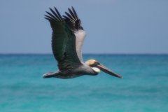 26-Fishing pelikan